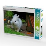 Weißes Langhaar-Zwergkaninchen (Puzzle)