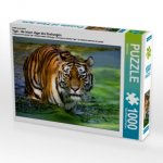 Ein Motiv aus dem Kalender Tiger - die leisen Jäger des Dschungels (Puzzle)