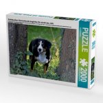 Entlebucherr Sennenhunde begleiten Sie durch das Jahr (Puzzle)