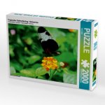 Tropischer Schmetterling / Heliconius (Puzzle)