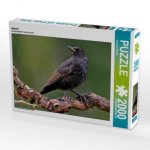Amsel (Puzzle)
