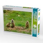 Schwarzschwanz Präriehund (Puzzle)