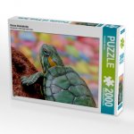 Kleine Schildkröte (Puzzle)
