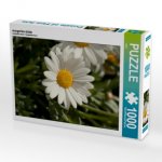 margeriten blüte (Puzzle)