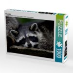 Waschbär (Puzzle)