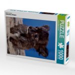 Ein Motiv aus dem Kalender Chihuahua Welpen (Puzzle)