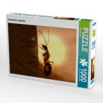 Camponotus nigriceps (Puzzle)