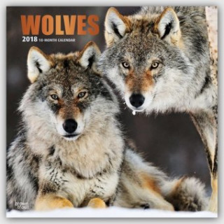 Wolves - Wölfe 2018 - 18-Monatskalender