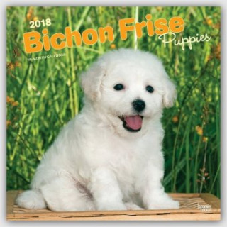 Bichon Frisé Puppies - Gelockter Bichon Welpen 2018 - 18-Monatskalender mit freier DogDays-App