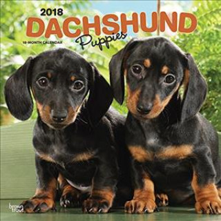 Dachshund Puppies - Dackelwelpen 2018 - 18-Monatskalender