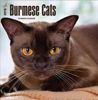 Burmese Cats - Burmesen 2018 - 18-Monatskalender