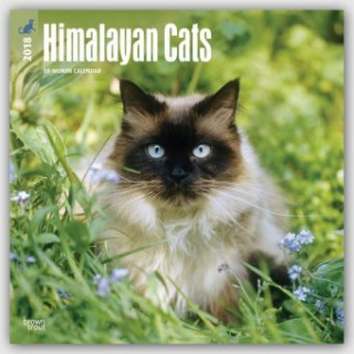 Himalayan Cats - Colourpoint-Katzen 2018 - 18-Monatskalender