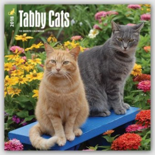 Tabby Cats - Tigerkatzen 2018 - 18-Monatskalender