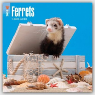 Ferrets - Frettchen 2018 - 18-Monatskalender