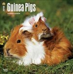 Guinea Pigs - Meerschweinchen  2018 - 18-Monatskalender