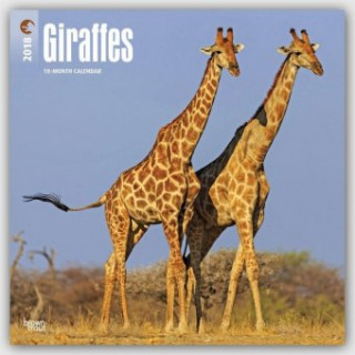 Giraffes - Giraffen 2018 - 18-Monatskalender