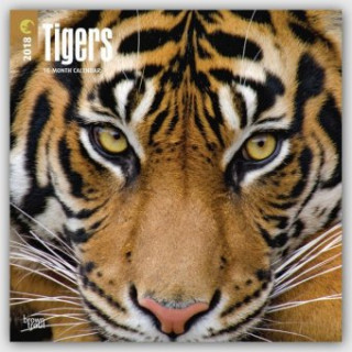 Tigers - Tiger 2018 - 18-Monatskalender