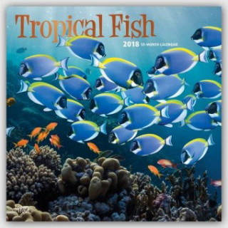 Tropical Fish - Tropische Fische 2018 - 18-Monatskalender
