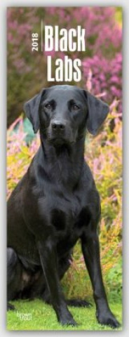 Black Labrador Retrievers - Schwarze Labradore 2018
