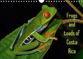 Frogs and Toads of Costa Rica / UK-Version 2018