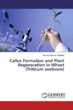 Callus Formation and Plant Regeneration in Wheat (Triticum aestivum)