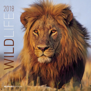 Wildlife 2018 - Broschürenkalender (30 x 60 geöffnet) - Tierkalender - Wandplaner