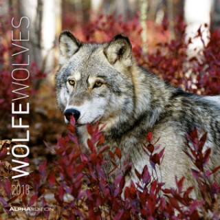 Wölfe 2018 - Wolves - Broschürenkalender (30 x 60 geöffnet) - Tierkalender - Wandplaner