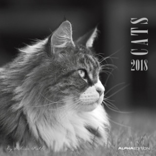 Cats 2018 - Katzen - Broschürenkalender (30 x 60 geöffnet) - schwarz/weiß - Tierkalender - Wandplaner