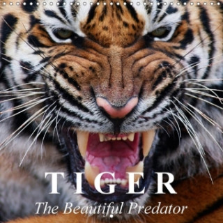 Tiger * the Beautiful Predator 2018
