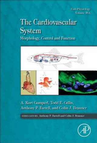 Cardiovascular System