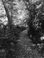 Robert Adams: An Old Forest Road