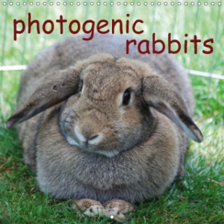 Photogenic Rabbits 2018