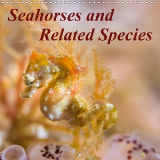 Seahorses and Related Species 2018