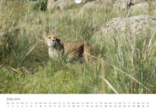 Cheetahs Fascinating Big Cats 2018