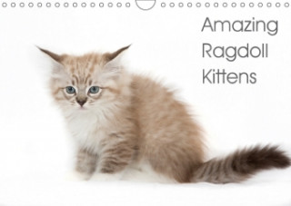 Amazing Ragdoll Kittens 2018