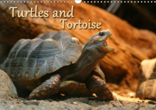 Turtles and Tortoise / UK-Version 2018