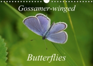 Gossamer-Winged Butterflies 2018
