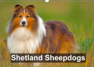 Shetland Sheepdogs 2018