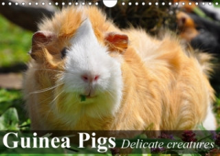 Guinea Pigs Delicate Creatures 2018