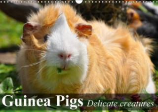 Guinea Pigs Delicate Creatures 2018