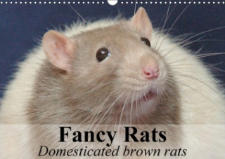 Fancy Rats Domesticated Brown Rats 2018