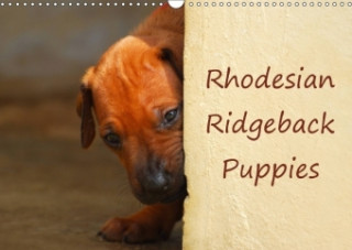 Rhodesian Ridgeback Puppies 2018