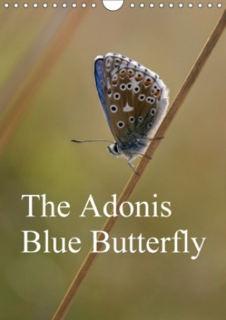 Adonis Blue Butterfly 2018