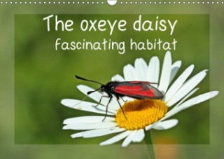 Oxeye Daisy - Fascinating Habitat 2018