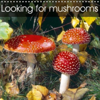 Looking for Mushrooms 2018