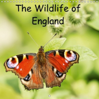 The Wildlife of England (Wall Calendar 2018 300 × 300 mm Square)