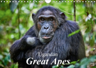 Ugandan Great Apes (Wall Calendar 2018 DIN A4 Landscape) Dieser erfolgreiche Kalender wurde dieses Jahr mit gleichen Bildern und aktualisiertem Kalend