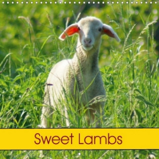 Sweet Lambs (Wall Calendar 2018 300 × 300 mm Square)