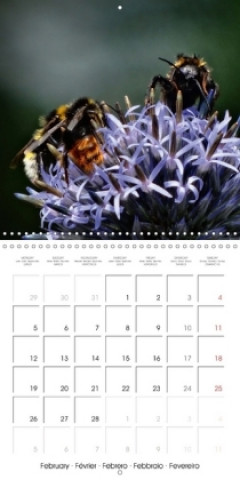 The secret World of Insects (Wall Calendar 2018 300 × 300 mm Square)
