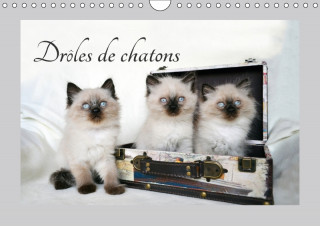 Drôles de chatons (Calendrier mural 2018 DIN A4 horizontal)